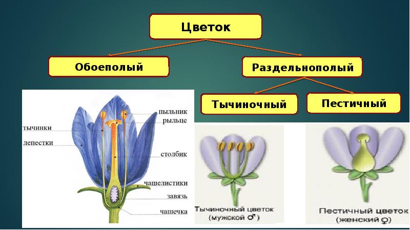 Строение и разнообразие цветков 6 класс биология презентация