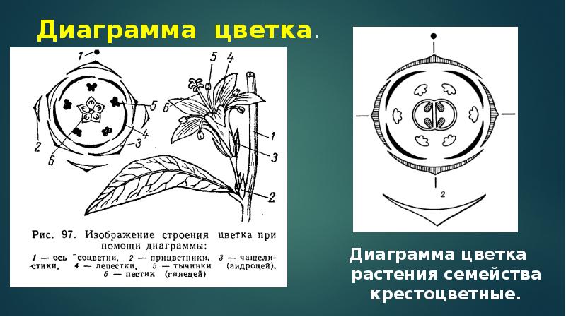 Семейство сложноцветные диаграмма цветка