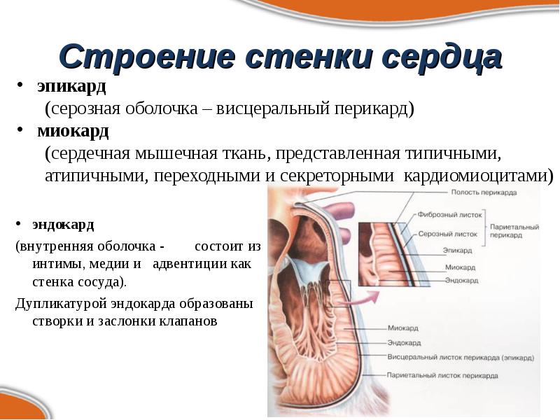 Эпикард топливная карта