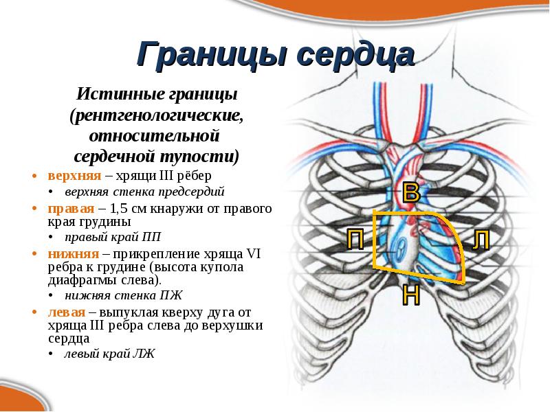 Края сердца