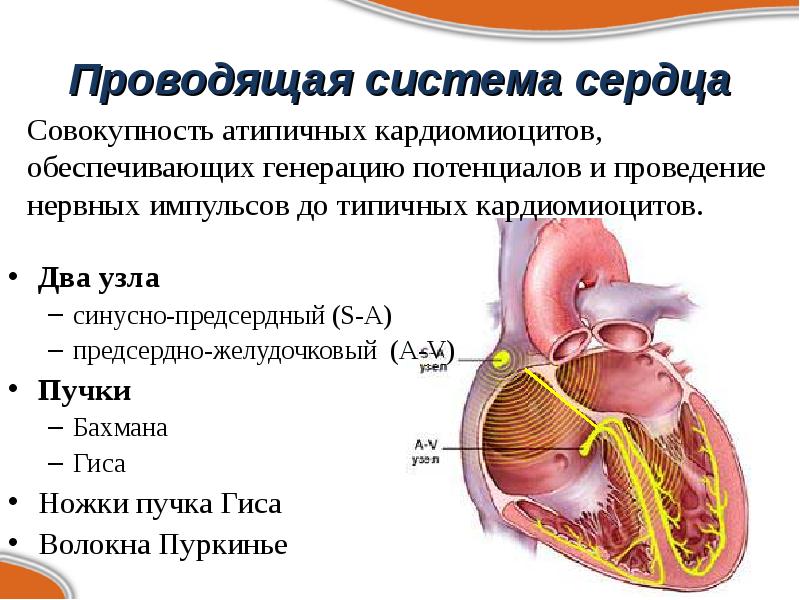 Система сердца. Проводящая система сердца волокна Бахмана. Проводящая система сердца пучок Гиса. Волокна Пуркинье анатомия. Проводящая система сердца обеспечивает.