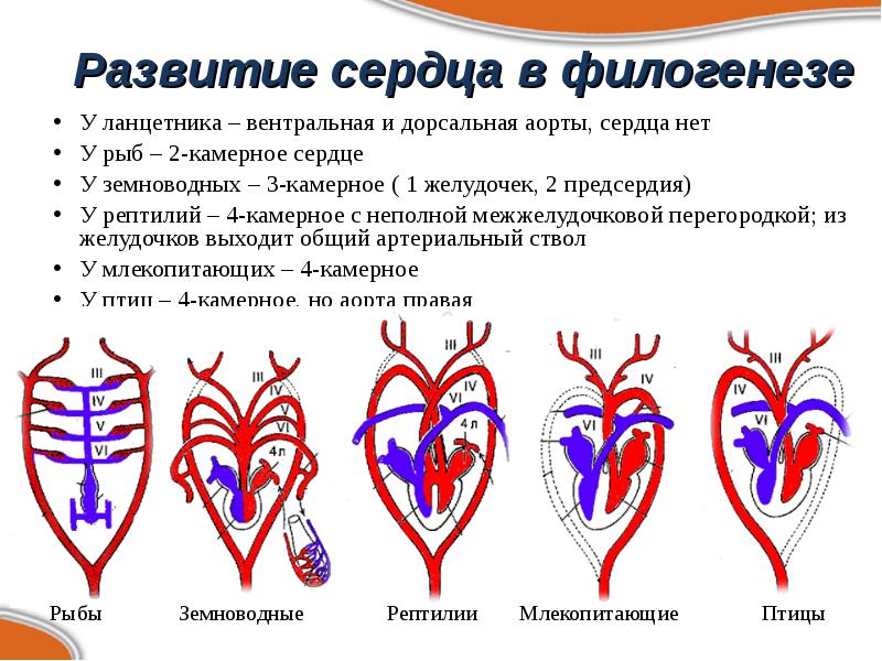 Развитие сердца