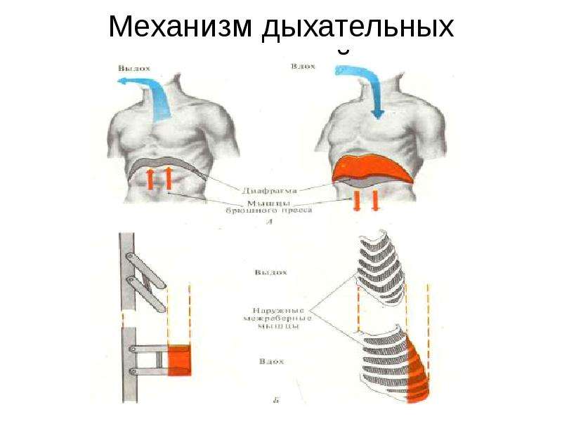 Физиология машинного доения