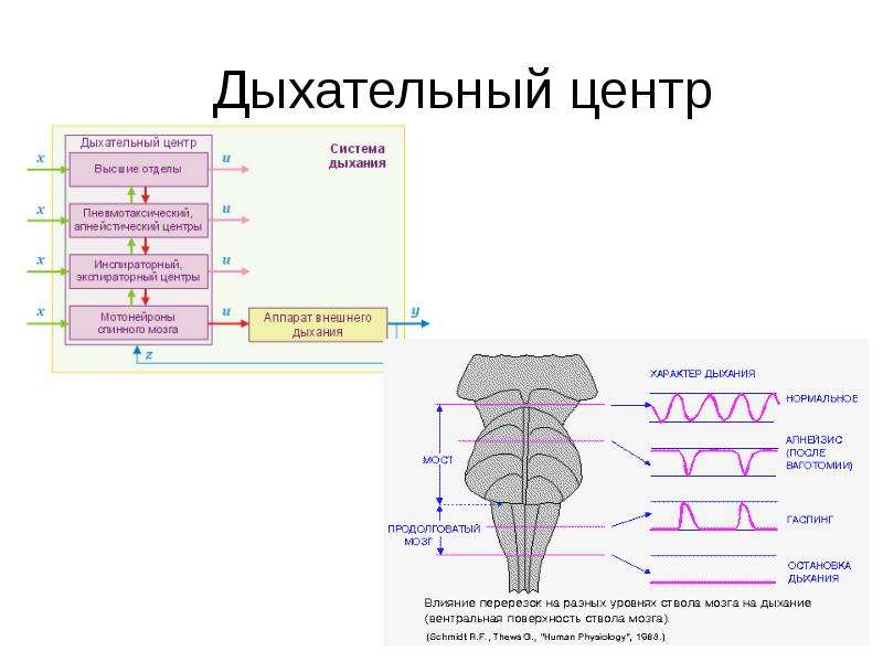 Физиология машинного доения