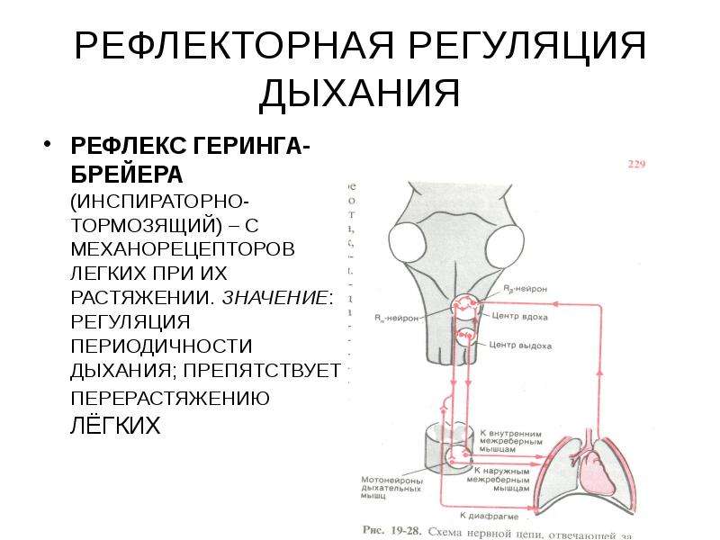 Физиология машинного доения