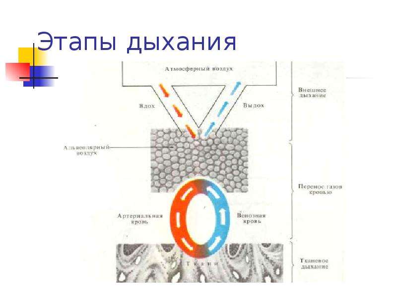 Физиология машинного доения