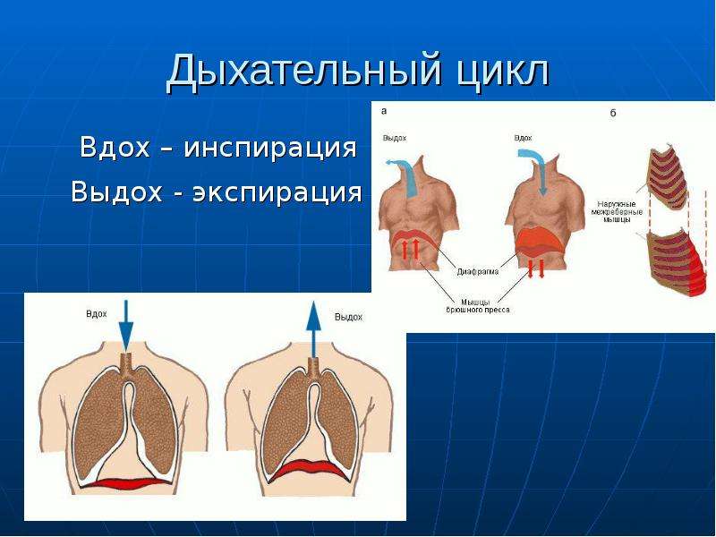 Дыхание человека презентация