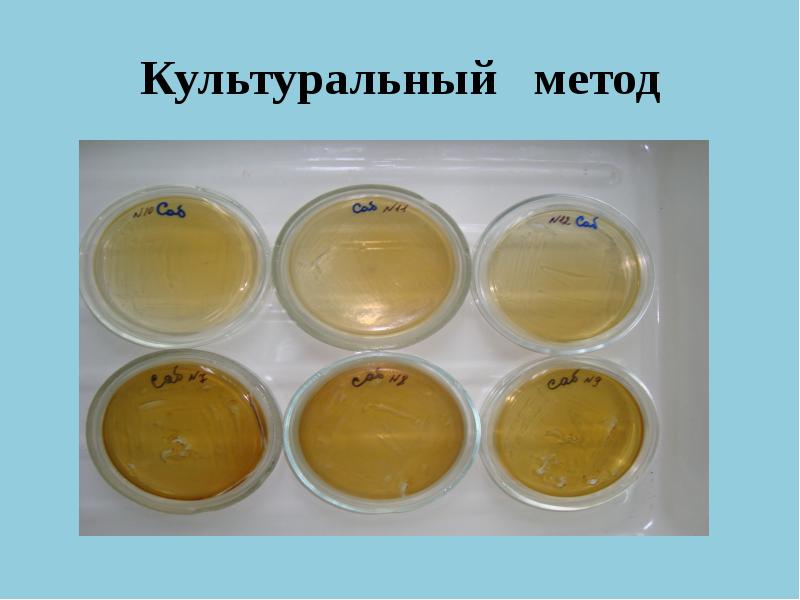 Атлас по микологии в картинках