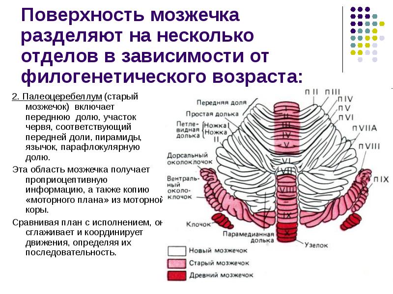 2 мозжечка