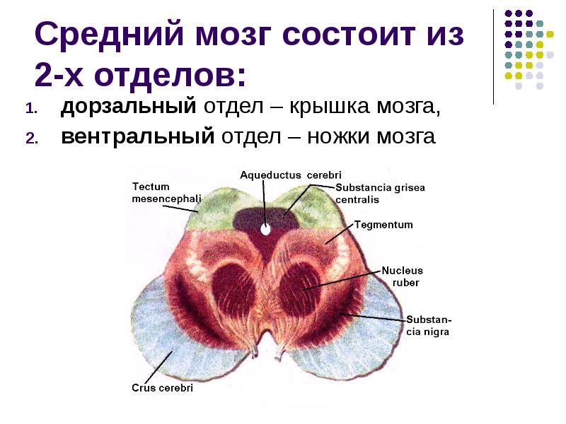 Ножки мозга отдел. Общее строение среднего мозга. Основная структура среднего мозга. Строение среднего мозга кратко. Структуры отделов среднего мозга.