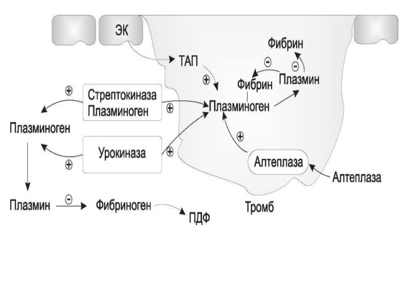 Схема свертывания крови егэ биология