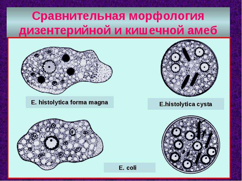 Дизентерийная амеба эукариот