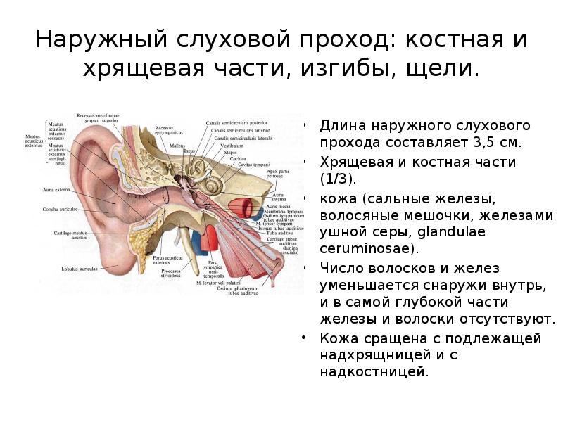 1. Внутреннее слуховое отверстие и внутренний слуховой проход.. Особенности строения кожи наружного слухового прохода. Наружный слуховой проход 3д модель. Характеристика слухового прохода. Отделы наружного среднего и внутреннего уха