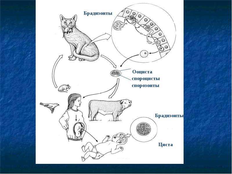 Жизненный цикл токсоплазмоза схема