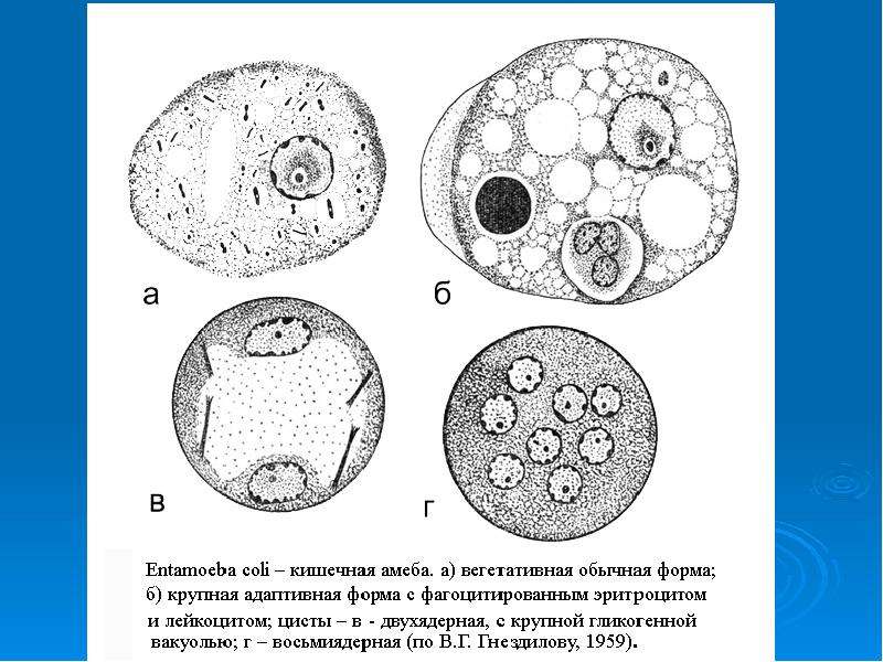 Какой цифрой на рисунке обозначена циста коровы