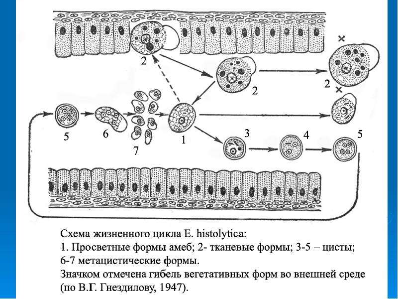 Какой цифрой на рисунке обозначен орган в котором происходит выход дизентерийной амебы из цисты