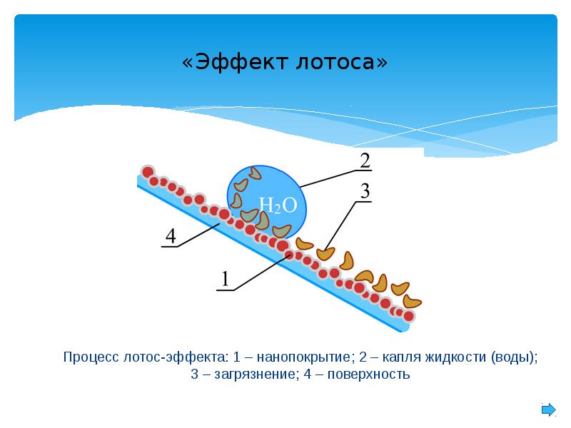 Эффект лотоса презентация