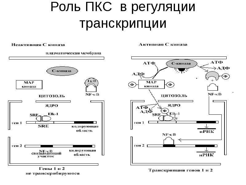 Презентация регуляция транскрипции и трансляции в клетке и организме