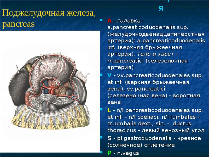 Лимфоотток от стенок грудной полости