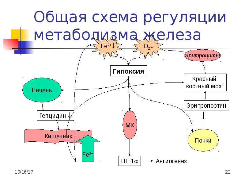 Регуляция обмена веществ и энергии