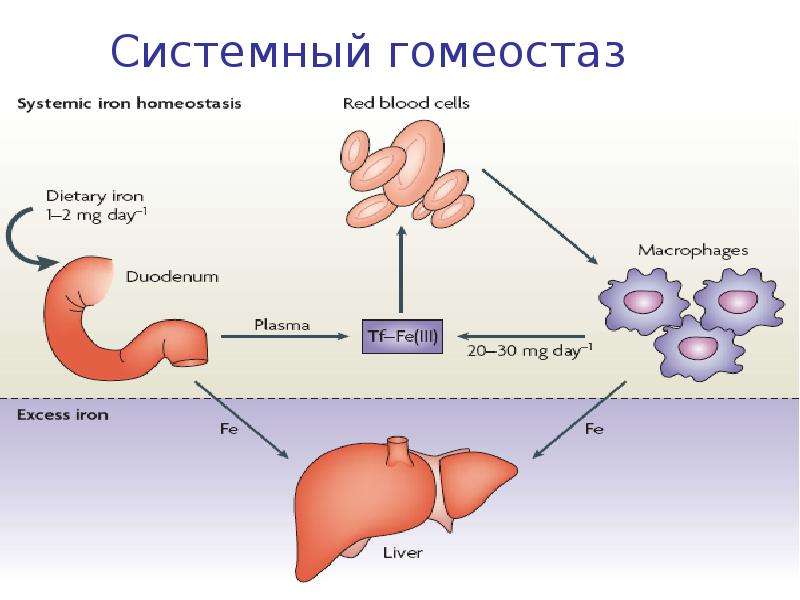 Гомеостаз картинки для презентации