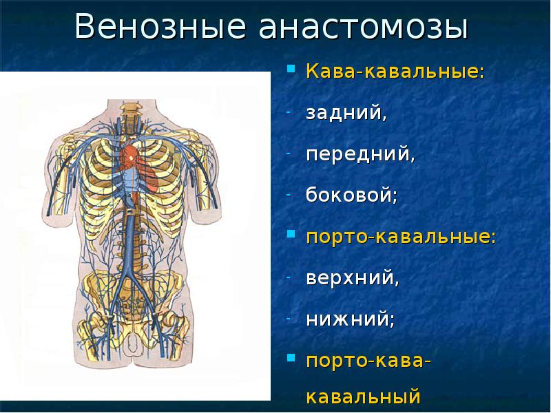 Порто кава. Анастомозы вены кава кавальные. Боковой кава кавальный анастомоз. Порто и кавакавальные анастомозы. Кава кавальные лимфоузлы.