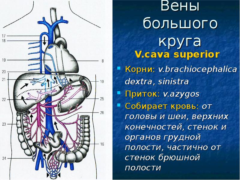 Сосуды брюшной полости. Воротная Вена собирает кровь от органов. Воротная Вена и нижняя полая Вена. Верхняя полая Вена (v. Cava Superior). Воротная Вена корни и притоки.