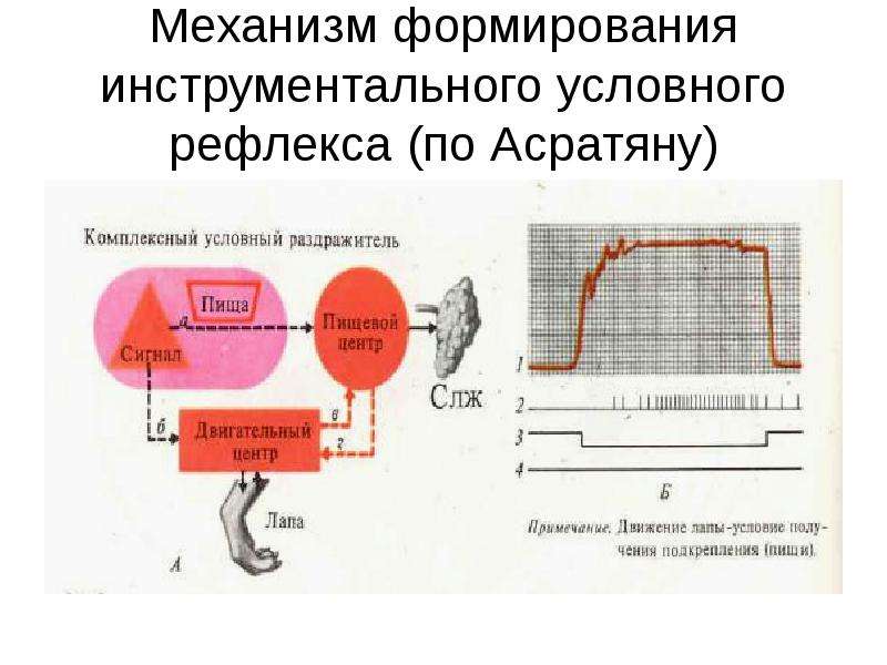 Формирование условного. Схема инструментального условного рефлекса. Инструментальные условные рефлексы. Механизм формирования условного рефлекса физиология. Инструментальный (оперантный) условный рефлекс.