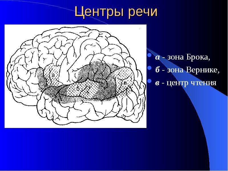 Речевые центры. Зона Брока. Зона Вернике. Зона Брока и Вернике мрт. Вернике центр зона.