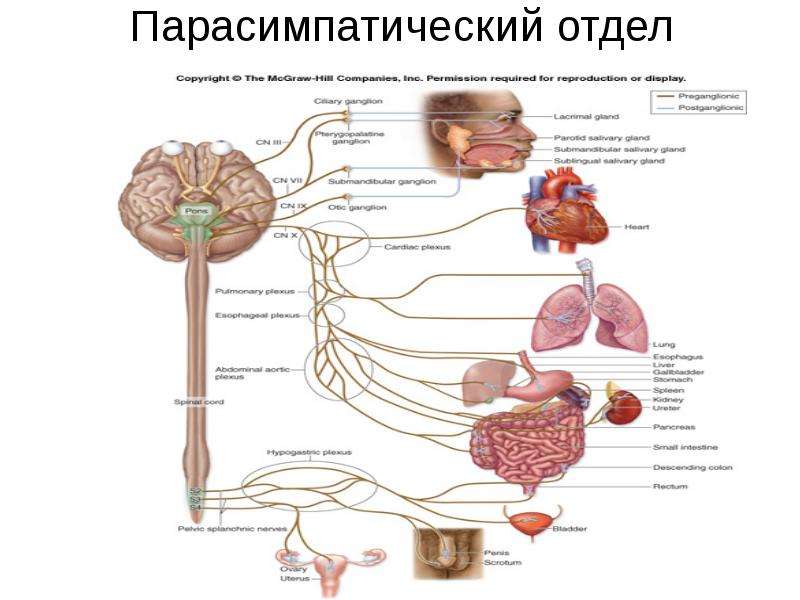 Регуляция вегетативной нервной системой гипоталамусом схема