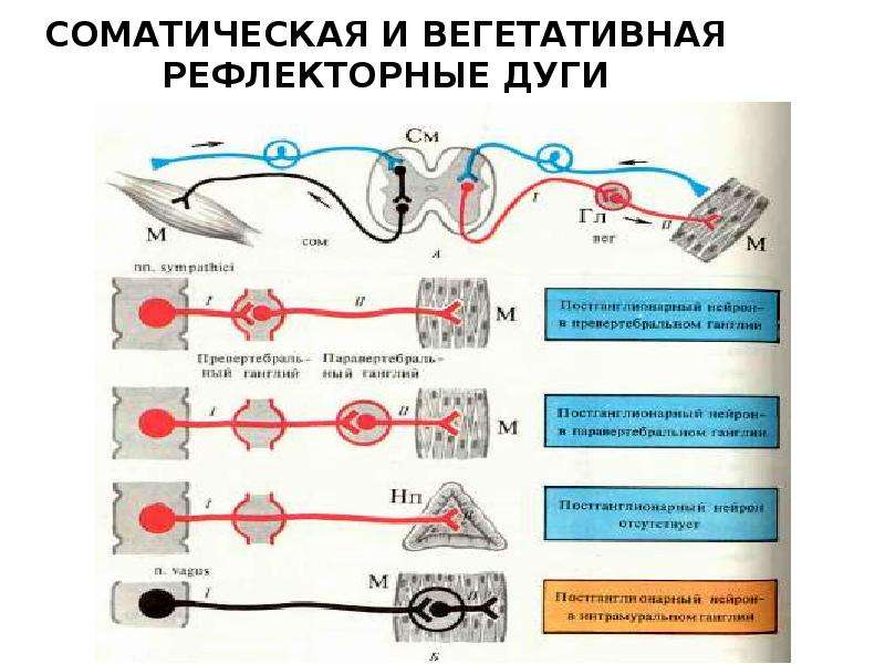 Рисунок вегетативный безусловный рефлекс образование пузыря на месте ожога