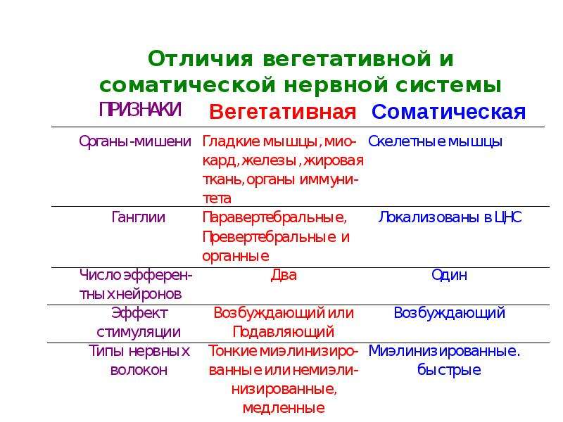 Соматическая и вегетативная нервная система презентация