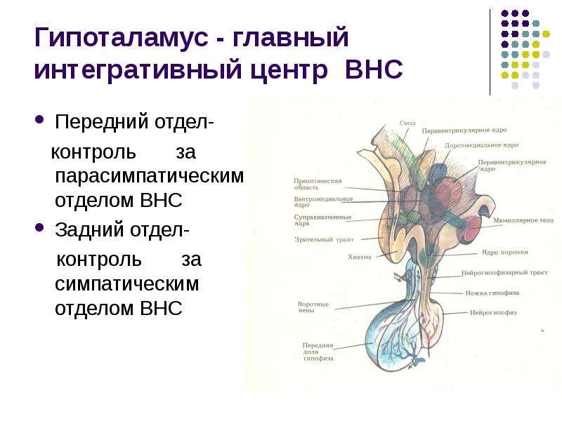 Регуляция вегетативной нервной системой гипоталамусом схема