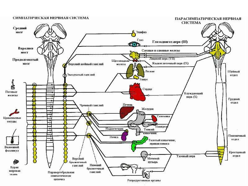 Нервная регуляция схема