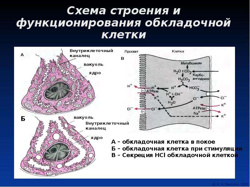 Париетальные клетки желудка