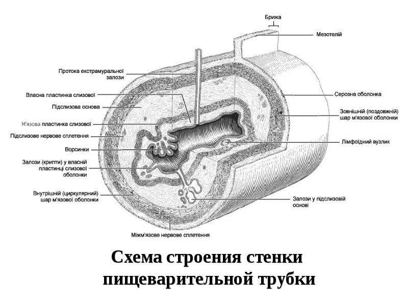 Строение стенки органов пищеварения