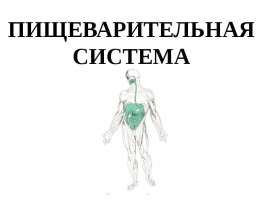Пищеварительная трубка