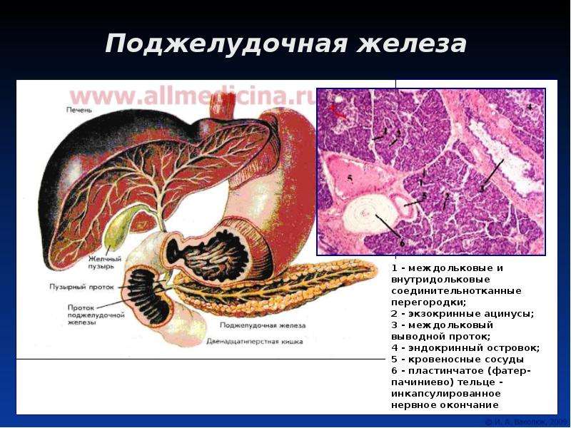 Афо поджелудочной железы презентация