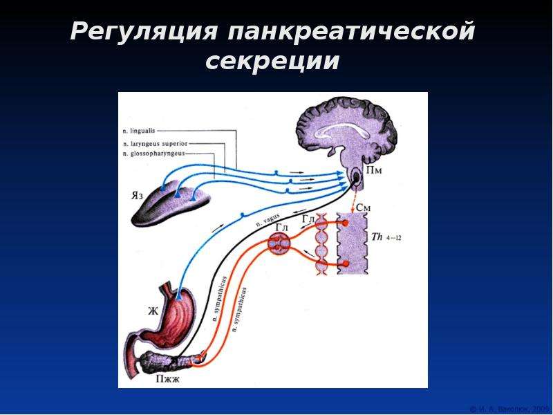 Поджелудочная железа презентация