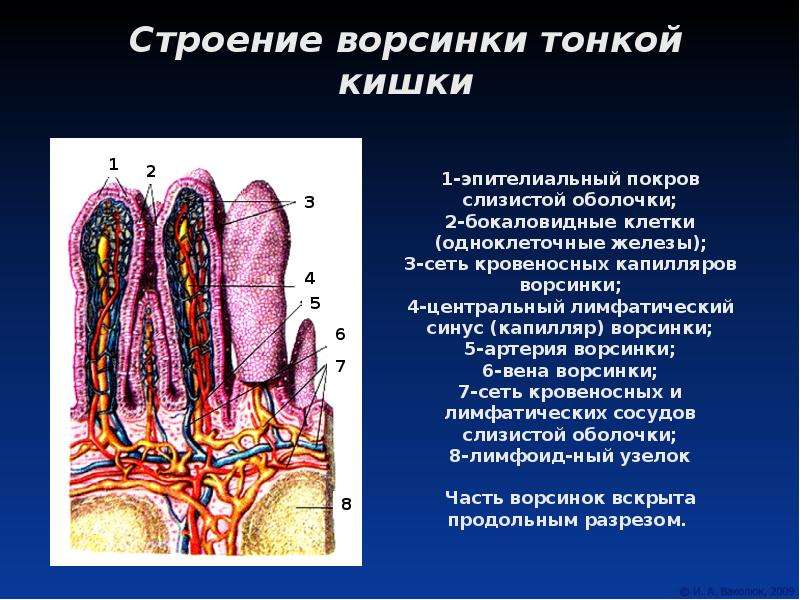 Поджелудочная железа презентация