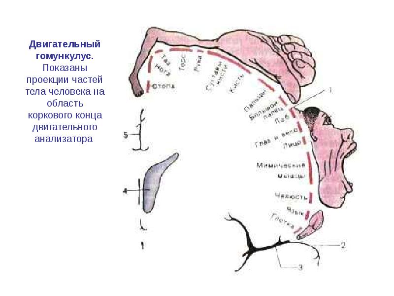 Схема соматотопической проекции в коре головного мозга описана