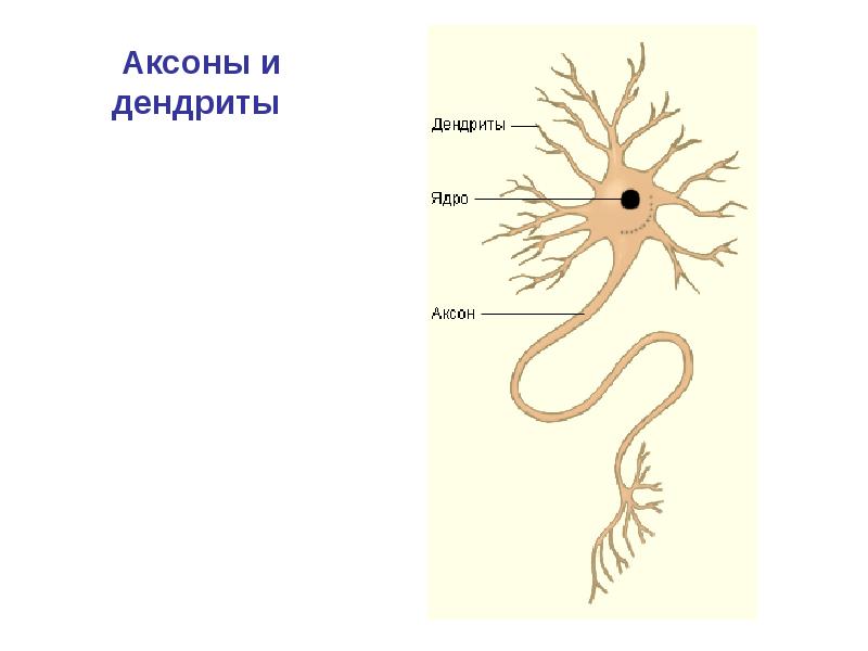 Дендрит и аксон рисунок