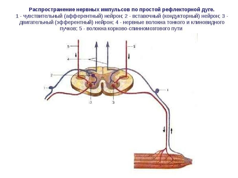 Что отсутствует в изображенной схеме рефлекторной дуги 1 вставочный нейрон 2