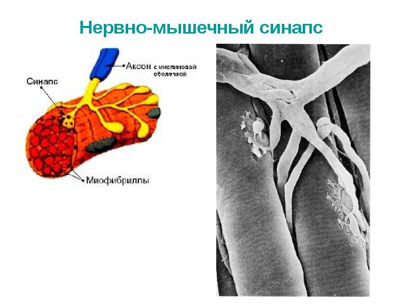 Нервные мышцы. Нервнгомышечгый инапс. Нейромышечное соединение. Нейромышечный синапс. Нервно мышечный синапс синапса.