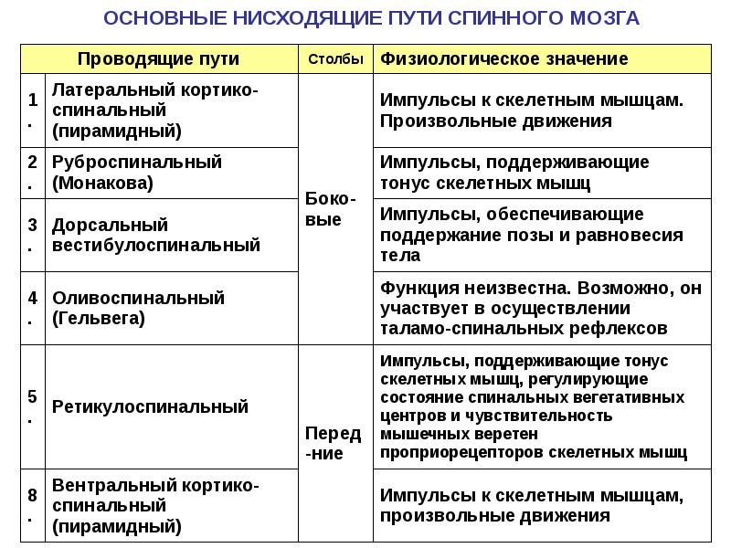 Схему прохождения восходящих и нисходящих путей в спинном мозге