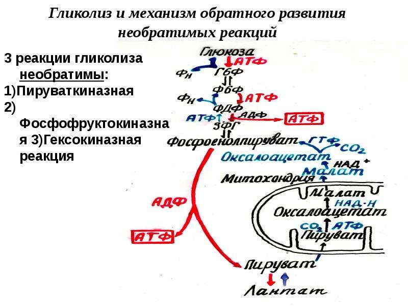 Схема регуляции гликолиза и глюконеогенеза