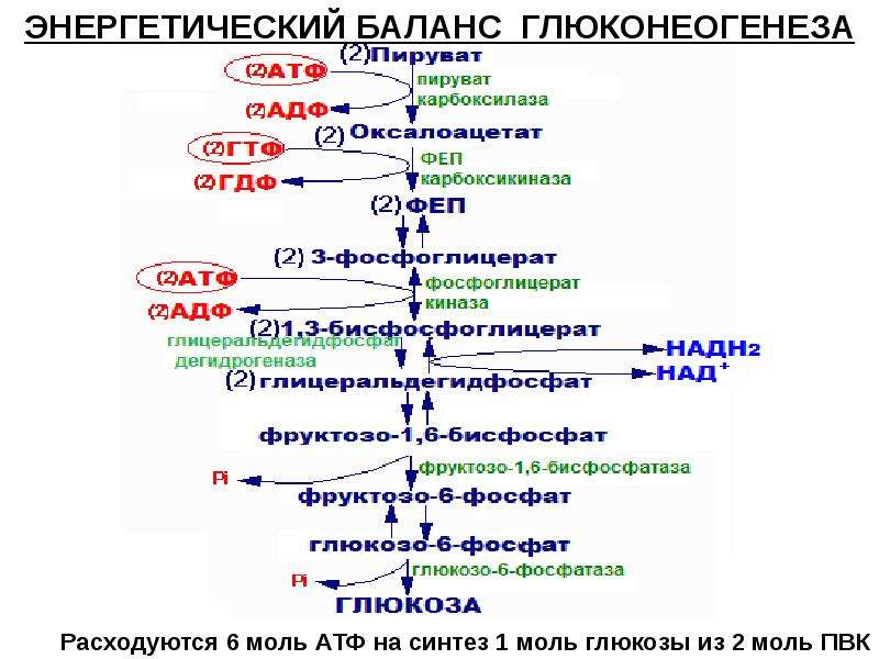 Глюконеогенез схема процесса