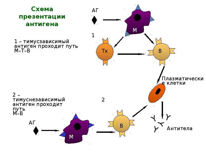 Презентация антигена лимфоцитам