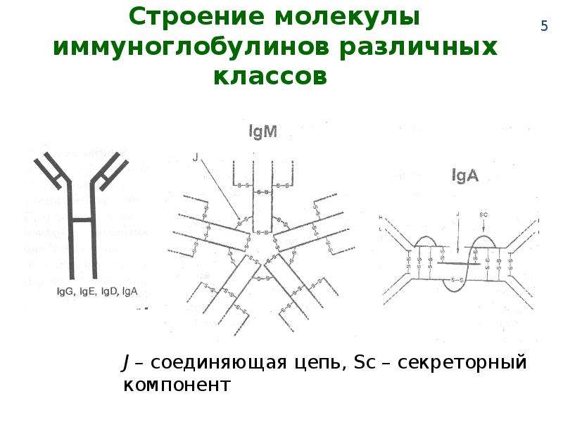 Схема строения иммуноглобулина