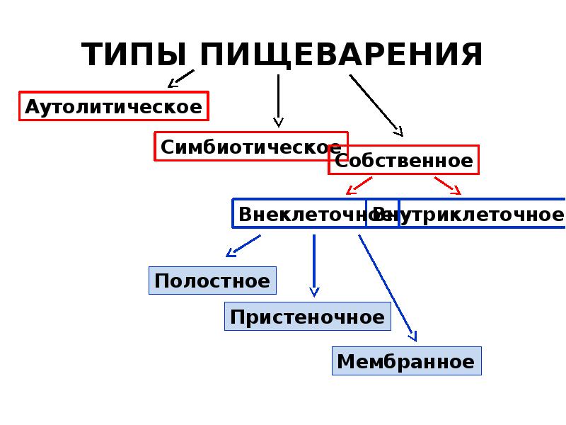 Физиология пищеварения схемы